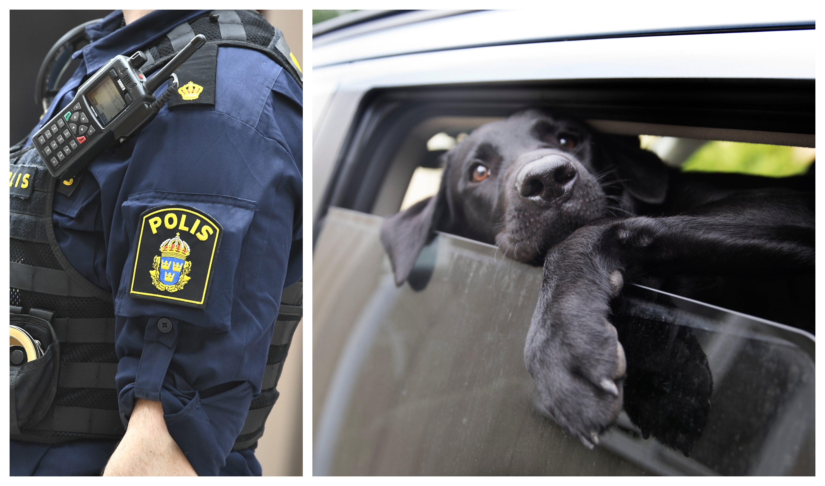 Polisen listar fem saker som man kan göra om man ser en hund som är instängd i en varm bil.